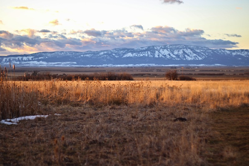 Habitat Restoration Photo 1